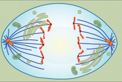 Anaphase illustration