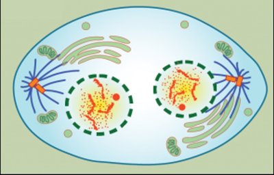 Telophase illustration