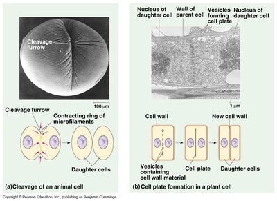 Cytokinesis in animal and plant cells