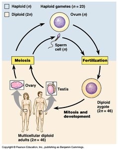 Detailed stages of meiosis
