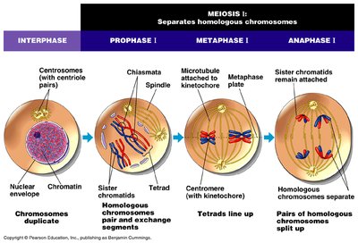 Crossing over during prophase I