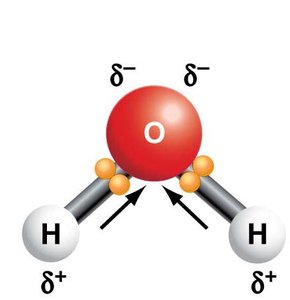Hydrogen bonds between water molecules