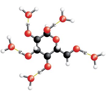 Water dissolving sugar via hydrogen bonds