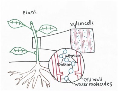 Cohesion and adhesion in plant xylem