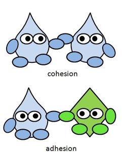 Cartoon of cohesion and adhesion