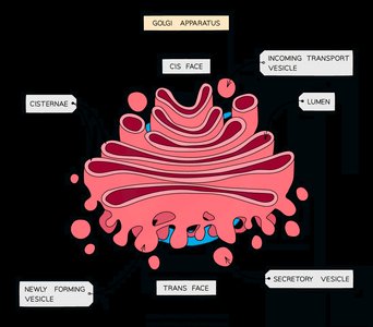 Diagram of Golgi apparatus structure