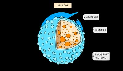 Diagram of lysosome structure