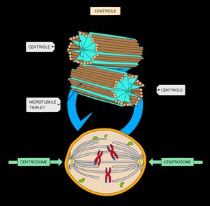 Diagram of centrioles and centrosome
