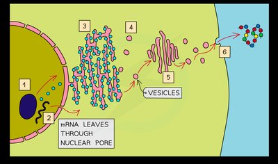 Diagram of protein synthesis and secretion pathway