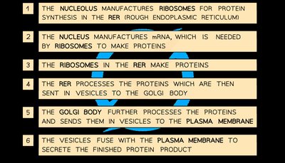 Stepwise summary of protein synthesis and secretion