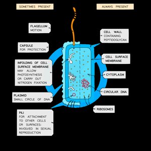 Diagram of prokaryotic cell structure