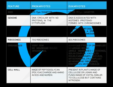 Table comparing prokaryotic and eukaryotic cells