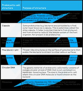 Table of prokaryotic cell structures and functions