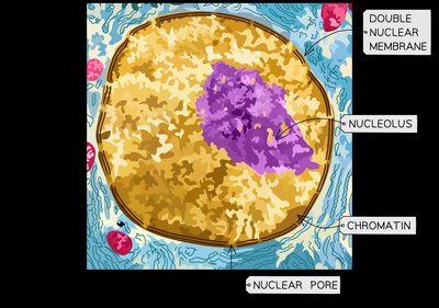 TEM micrograph of a nucleus