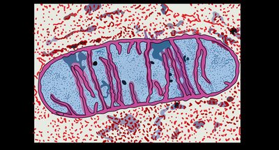 TEM micrograph of a mitochondrion