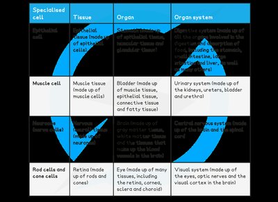 Table of specialised cells, tissues, organs, and organ systems