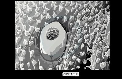 SEM micrograph of a spiracle