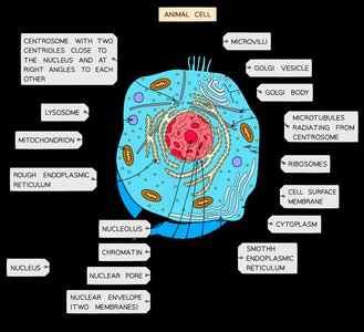 Labeled diagram of an animal cell
