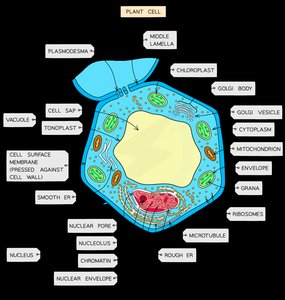 Labeled diagram of a plant cell
