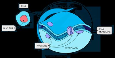 Diagram of cell membrane structure