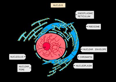 Diagram of the nucleus and its components
