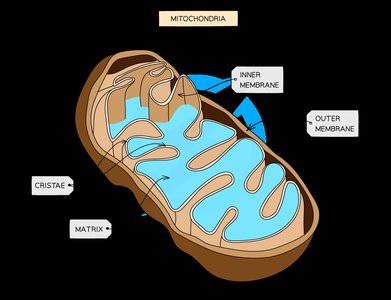 Diagram of mitochondrion structure