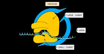 Diagram of ribosome structure