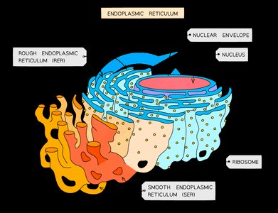 Diagram of rough and smooth endoplasmic reticulum