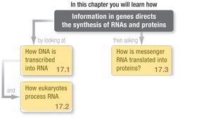 Chapter overview: Information in genes directs synthesis of RNAs and proteins