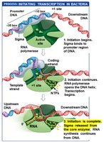 Sigma protein is released