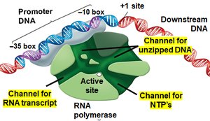 RNA polymerase channels for DNA, NTPs, and RNA transcript