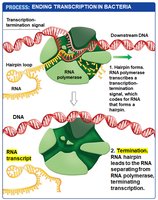 Mature RNA transcript