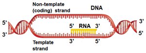 DNA template and coding strands with RNA synthesis