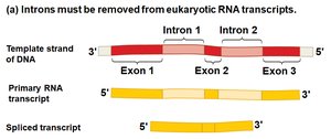 Introns must be removed from eukaryotic RNA transcripts
