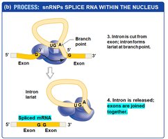 Spliced mRNA