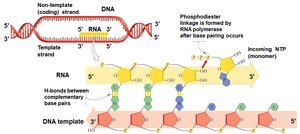 RNA polymerase adds NTPs to RNA strand