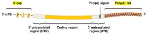 Mature mRNA transcript with cap and tail