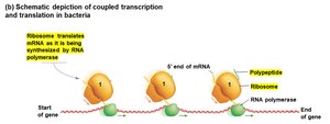 Schematic depiction of coupled transcription and translation in bacteria