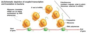 Polyribosomes translating one mRNA