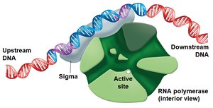 Sigma protein binds promoter region upstream of gene