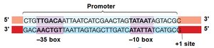 Promoter region with -10 box and -35 box