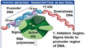 Initiating transcription in bacteria: sigma binds promoter