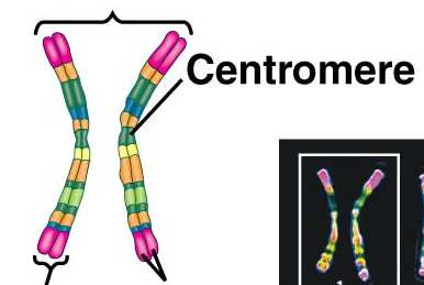 Homologous chromosomes with centromere