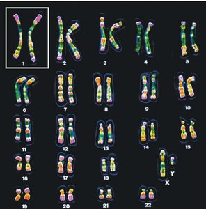 Diploid and haploid chromosome sets