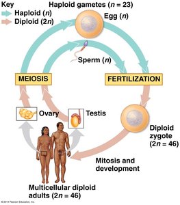 Human sexual life cycle