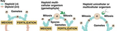 Diversity of sexual life cycles