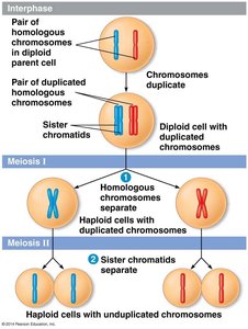 Overview of meiosis
