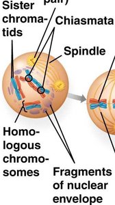 Crossing over during Prophase I