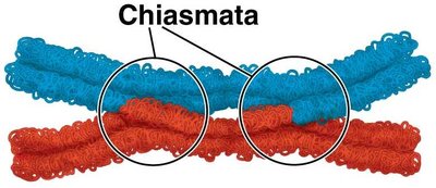 Chiasmata during crossing over