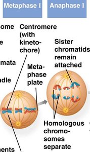 Metaphase I and Anaphase I
